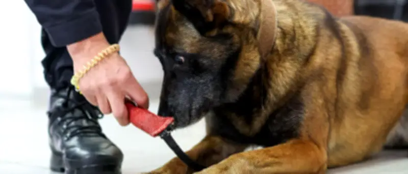 Peta fordert Abschaffung von Polizeihunden nach Urteil