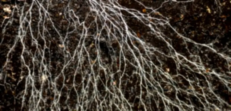 Pilznetzwerke erstrecken sich über 110 Billiarden Kilometer unter der Erde