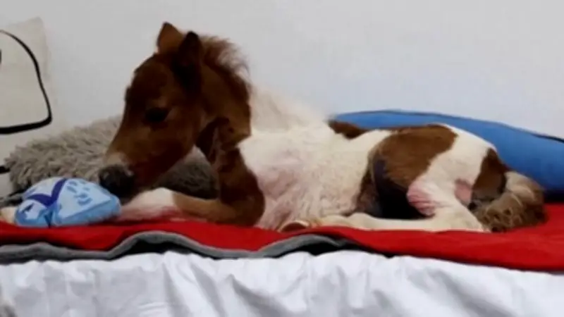 Pony wohnt im vierten Stock einer Wohnung in Rovinj