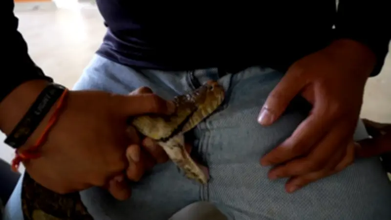Python beißt Mann in den Schritt: Sicherheitsvorführung in Thailand