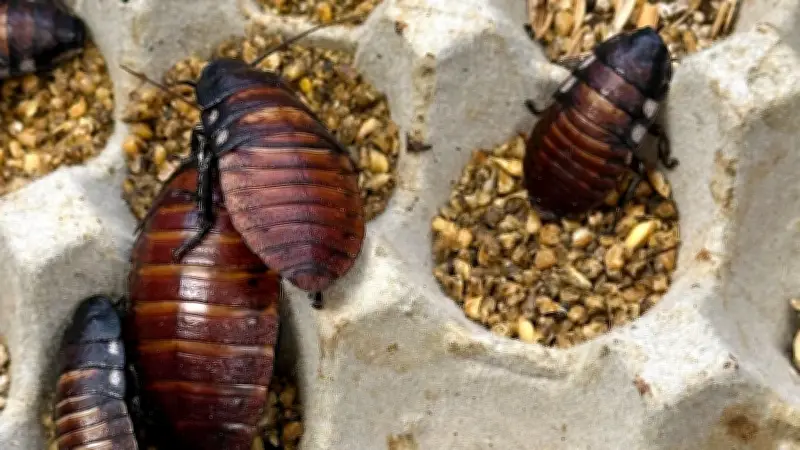 Rekordfund in Australien: 100.000 illegale Kakerlaken beschlagnahmt