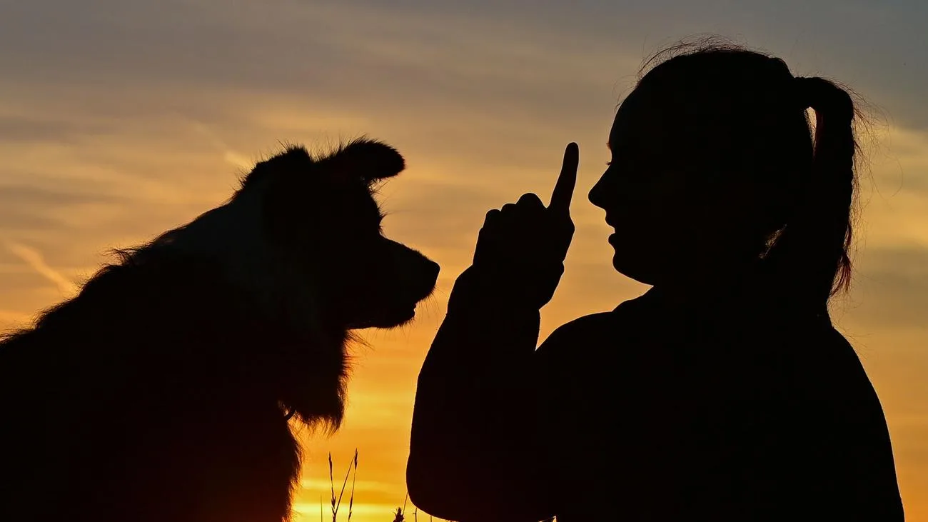 Mehr Hunde in Sachsen-Anhalt, weniger Beißvorfälle