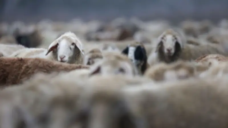 Schafskälte bringt Kälte-Delle: Temperaturen sacken ab