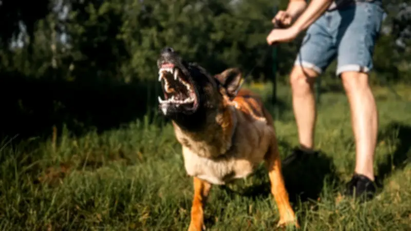 Schilddrüsenprobleme beim Hund: Verhaltensänderungen erkennen