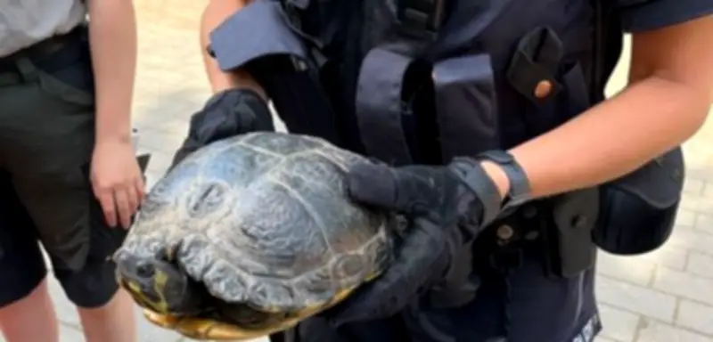 Schildkröte auf Autobahn gerettet: Polizei bringt Tier in Sicherheit