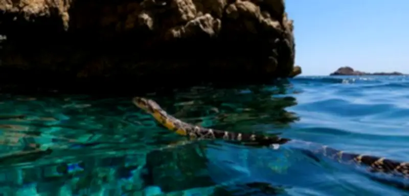 Schlangen im Meer vor Ibiza: Hufeisennattern auf Wanderschaft