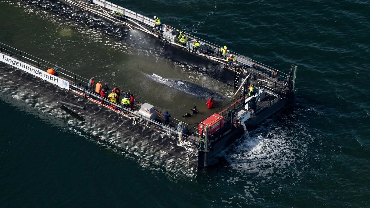 Schlepper bringt Buckelwal auf Barge zur Nordsee