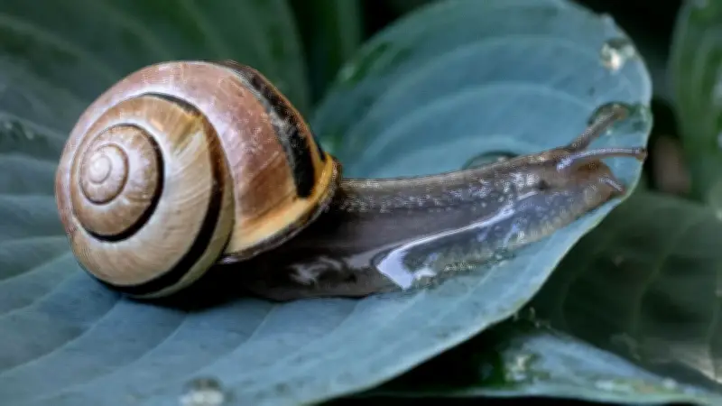 Schnecken im Garten bekämpfen: Tipps zum Pflanzenschutz