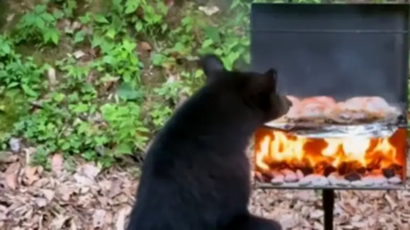 Schwarzbär stört Grillfest in den USA: „Bärbecue“ sorgt für Aufregung