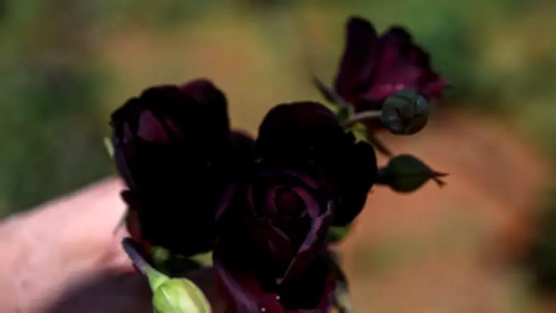 Schwarze Rosen von Halfeti: Einzigartiges Naturphänomen in der Türkei