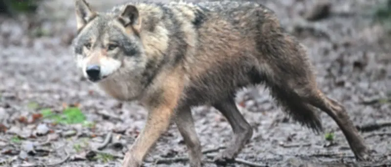 Schweiz: Zahl der Wolfsrudel steigt trotz intensiver Regulierung