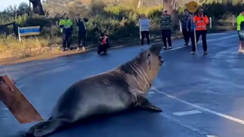 See-Elefant Neil the Seal terrorisiert Australien – größer und dreister als je zuvor