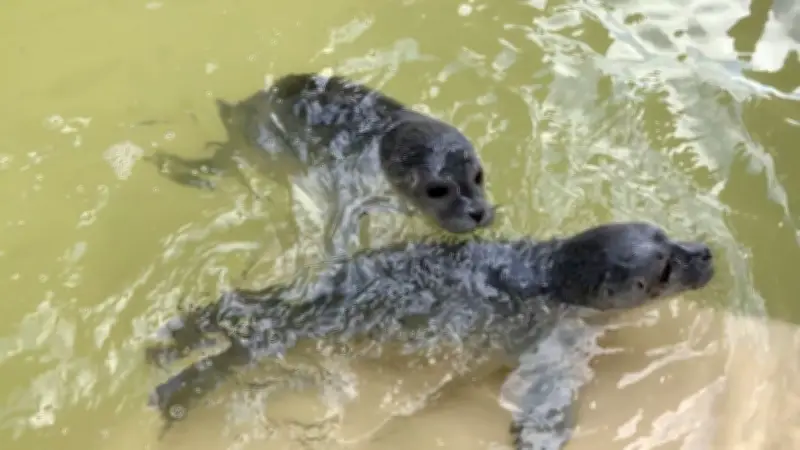 Seehundbabys Ernie und Bert in Norddeich gerettet