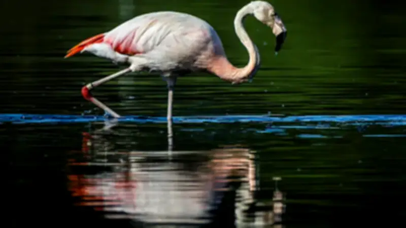 Seltene Vögel in NRW beobachten: Von Flamingo bis Seeadler