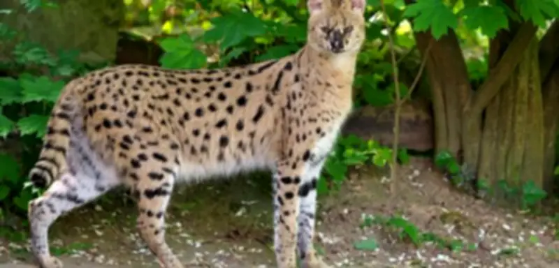 Serval aus Krefelder Zoo ausgebrochen – Bevölkerung um Hinweise gebeten