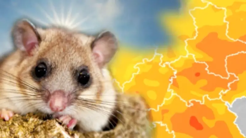 Siebenschläfertag: Was die Bauernregel über den Sommer verrät