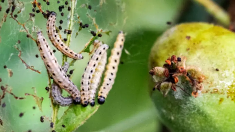 Sommer in Berlin: Rätselhafte Gespinste an Sträuchern – was steckt dahinter?