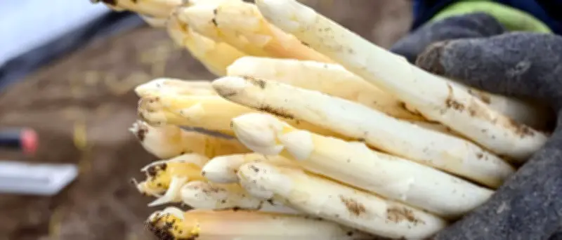 Spargel-Saisonende: Preise steigen auf bis zu 6,29 Euro