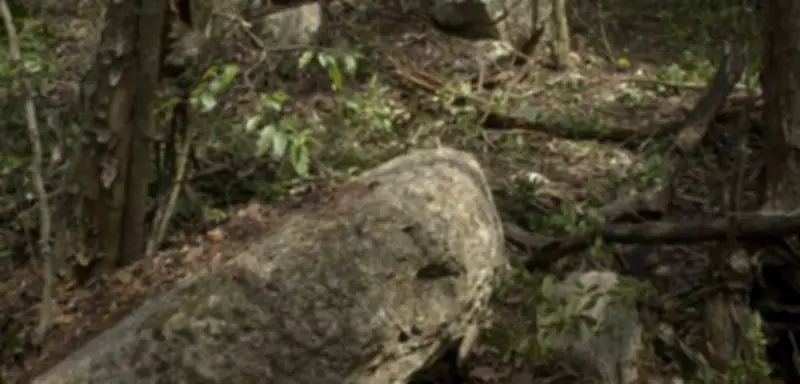 Spektakuläre Maya-Stätte Minanbé in Mexiko entdeckt: Unberührt und ohne Plünderungsspuren