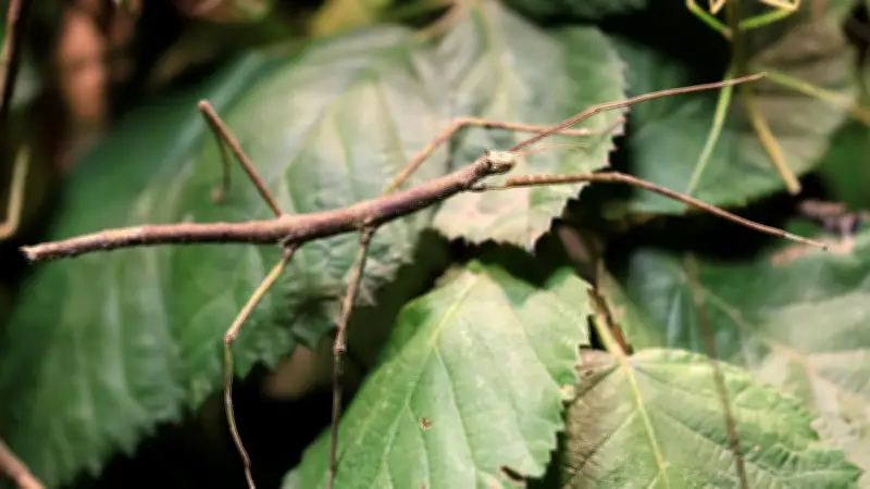Stabschrecken: Evolution ohne Männchen – ein Wunder der Natur
