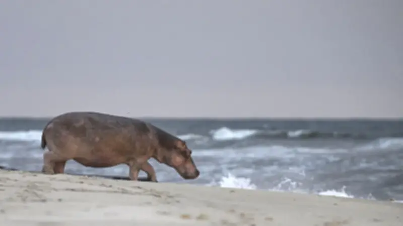 Strandsafari in Gabun: Wo Elefanten und Flusspferde baden gehen