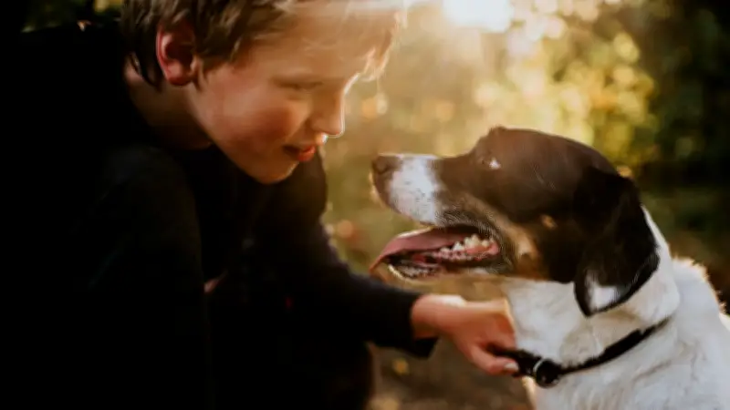 Studie: Hunde verstehen Tonfall – selbst ohne Worte