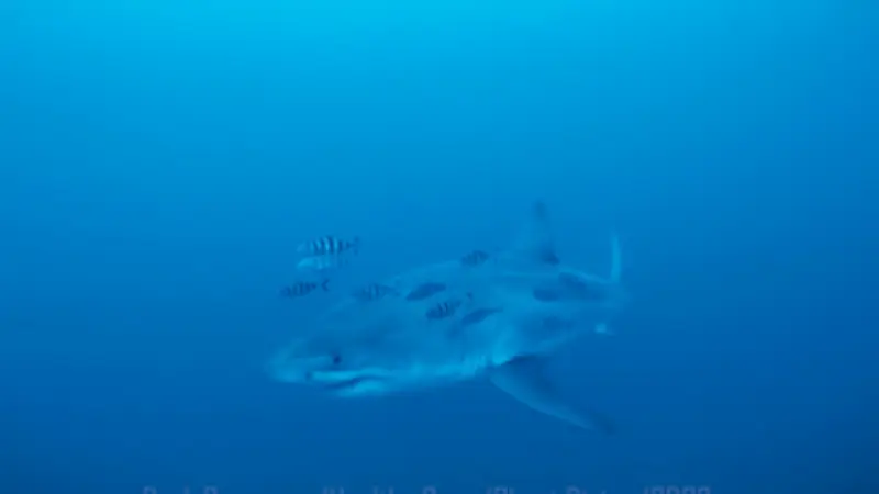 Taucher trifft Weißen Hai im Mittelmeer: Eine Sensation für die Wissenschaft