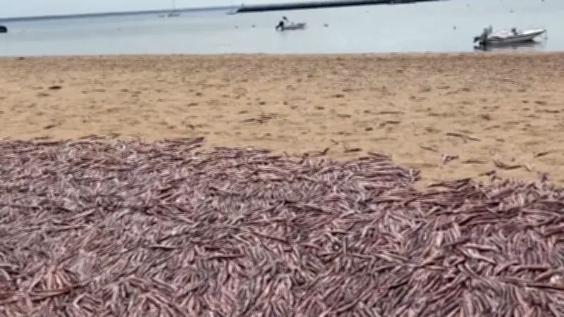 Tausende tote Tintenfische an US-Strand: Massensterben in Provincetown