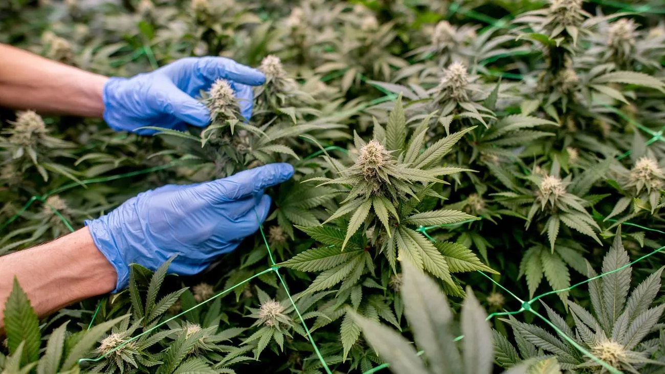 Thüringen: Nur wenige Cannabis-Anbauvereine aktiv