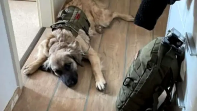 Tierdrama in Thüringen: Kangal-Hündin Jette grausam getötet
