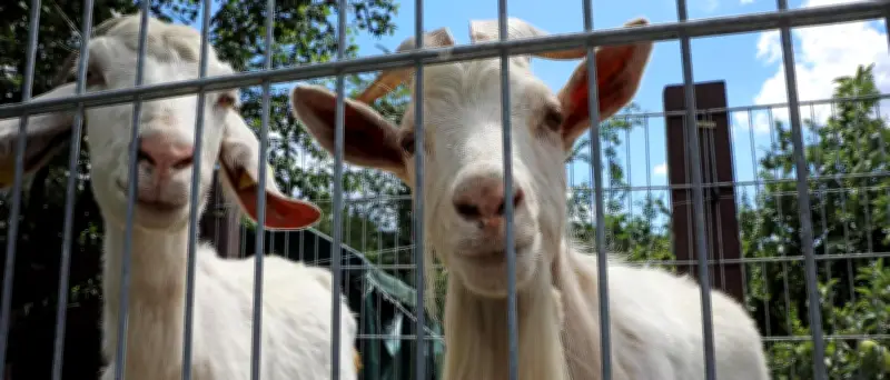 Tierhof in Berlin-Hellersdorf: Betreiber lässt Tiere im Stich