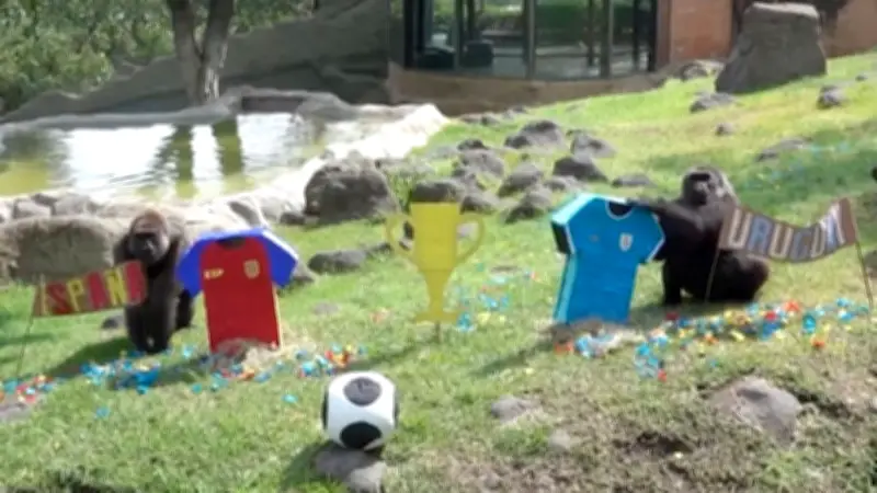 Tierisches Orakel in Guadalajara: Elefanten tippen WM-Spiele 2026