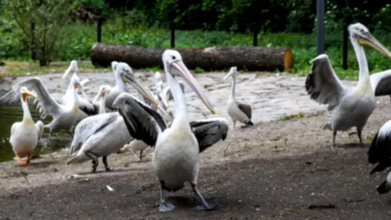 Tierpark Berlin: Flamingos und Pelikane können jetzt fliegen