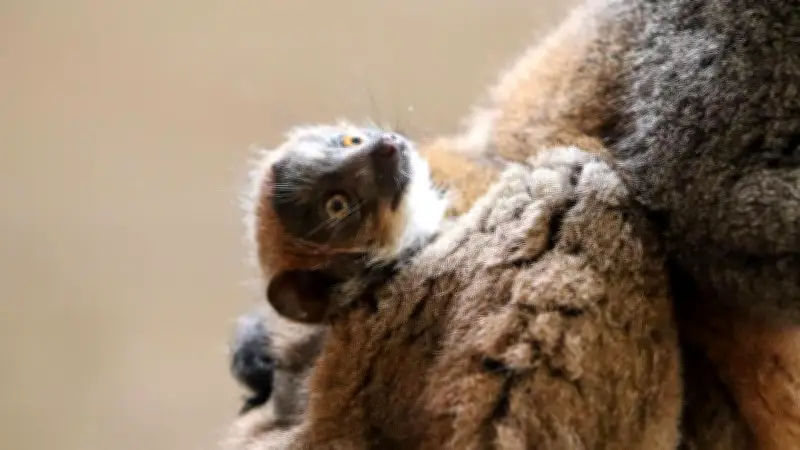 Tierpark Berlin: Seltene Mongozmaki-Geburt – „Quasi Goldstaub“