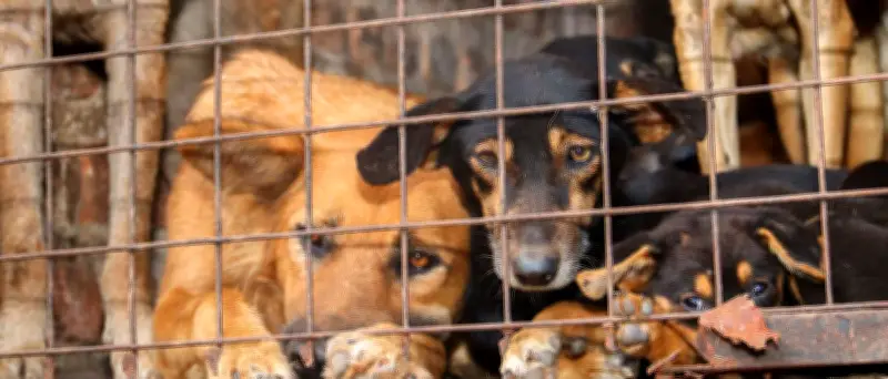 Tierquälerei für Klicks: Wie Gewaltvideos im Netz boomen