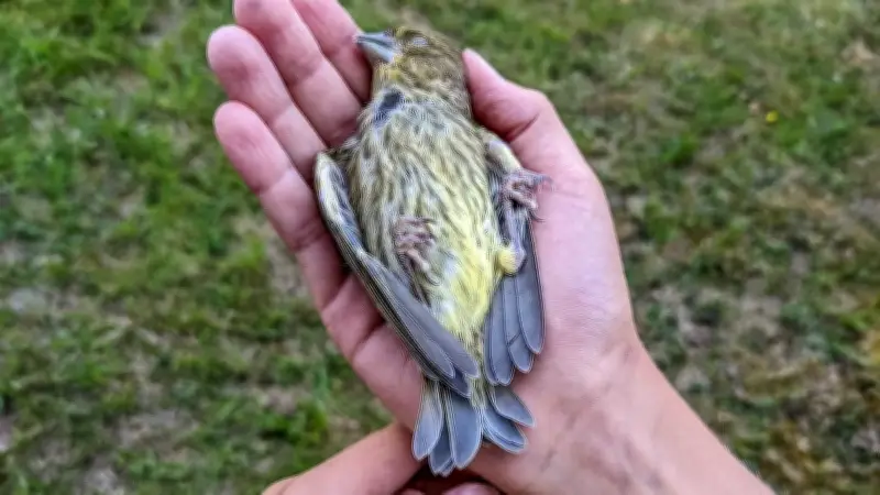 Tot im Garten: Wildtier richtig entsorgen – so geht's