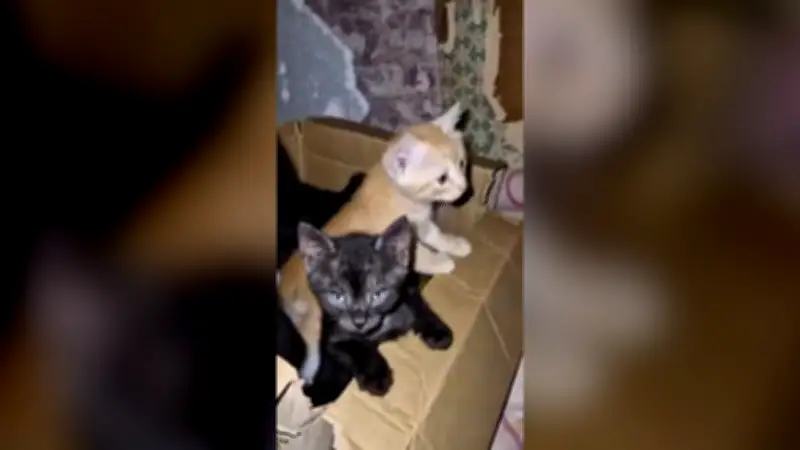 Ukrainische Soldaten retten Katzenbabys per Drohne