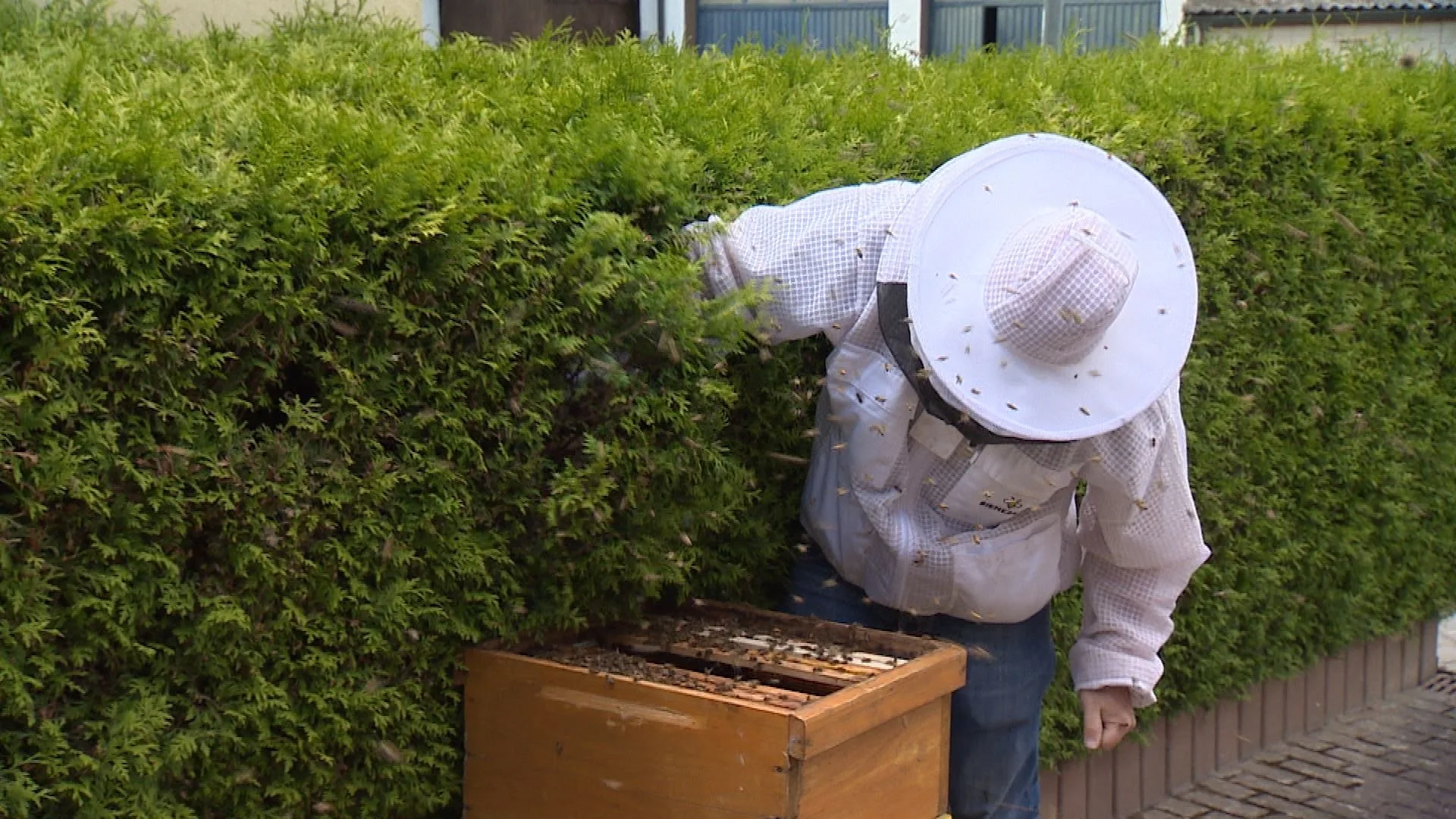 Bienenschwarm im Garten: Imker hilft mit „Schwarm-Handy“