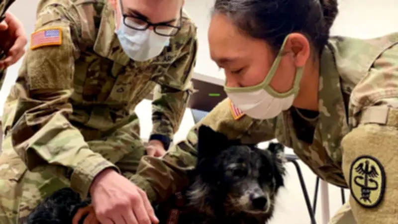 US-Armee setzt Tierärzte zur Behandlung von Soldaten an der Front ein