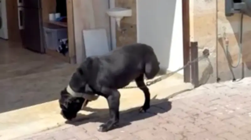 Verwahrloste Hunde bei „Goodbye Deutschland“-Auswanderern entdeckt