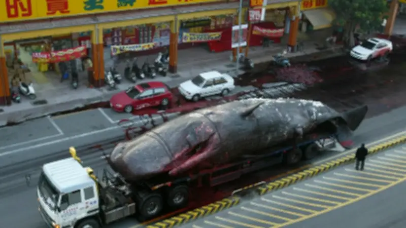 Wal-Explosion in Taiwan 2004: Blut und Gedärme auf der Straße