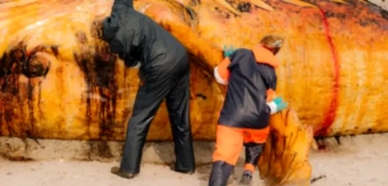 Wal-Obduktion in Dänemark: Forscher zerlegen Buckelwal auf Insel Anholt