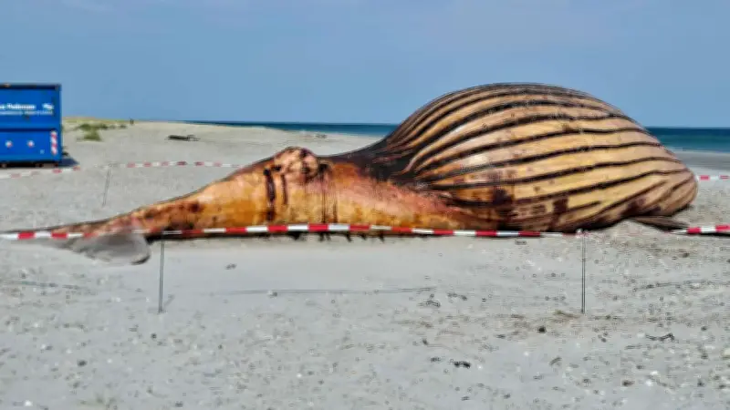 Wal-Opfer am Strand: Diese Obduktion ist nichts für schwache Nerven