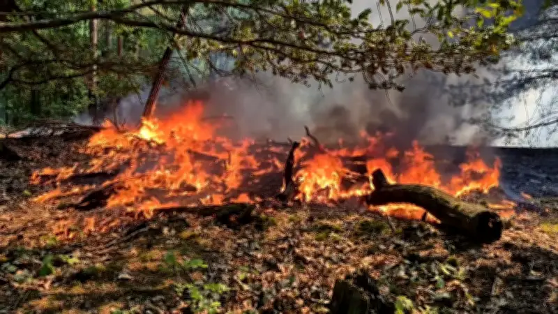 Waldbrand bei Ferch: Feuerwehr kämpft bei 36 Grad gegen die Flammen