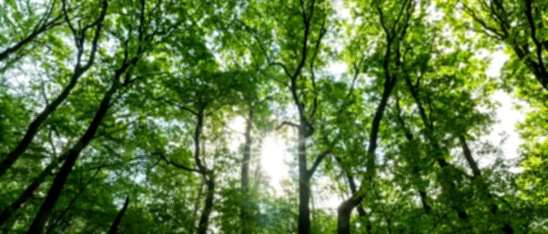Waldbrandgefahr in Berlin am Sonntag auf höchster Stufe fünf