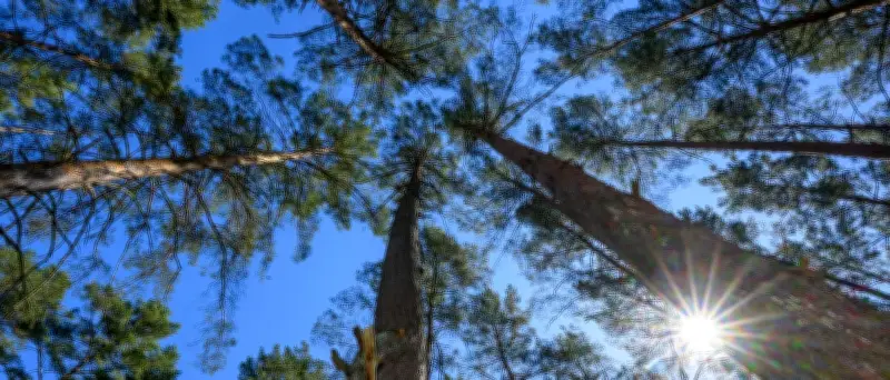 Waldbrandgefahr in Brandenburg steigt – Höchste Stufe im Süden