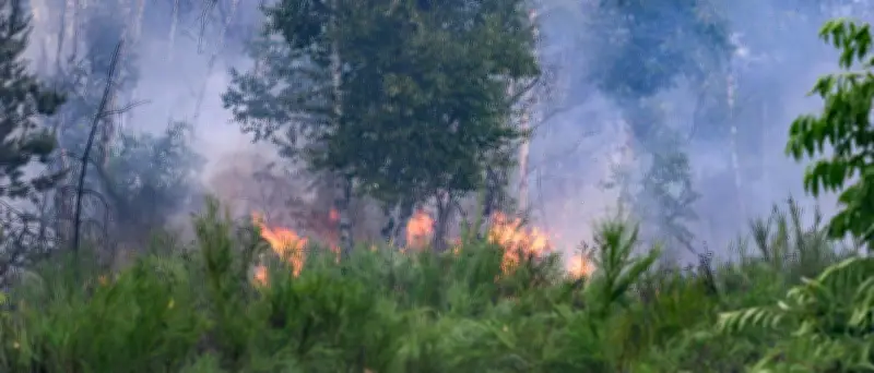 Waldbrände 2025: Verbrannte Fläche so groß wie 3676 Fußballfelder