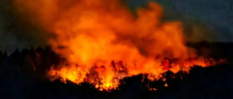 Waldbrände in Deutschland: Explosionen in Rheinland-Pfalz und Großeinsätze in mehreren Bundesländern