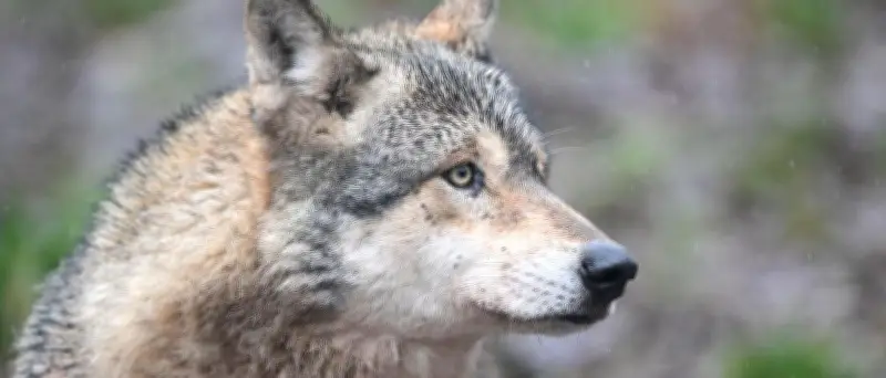 Wolf nach Attacke in Hamburg vermutlich tot: Signal abgerissen