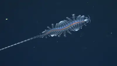 31 neue Tiefsee-Kreaturen vor Brasiliens Küste entdeckt